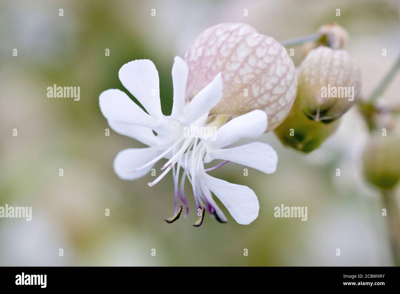 Bladder Campion (silene vulgaris), close up showing the flower and large swollen bladder-like sepal tube, isolated against an out of focus background. Stock Photo