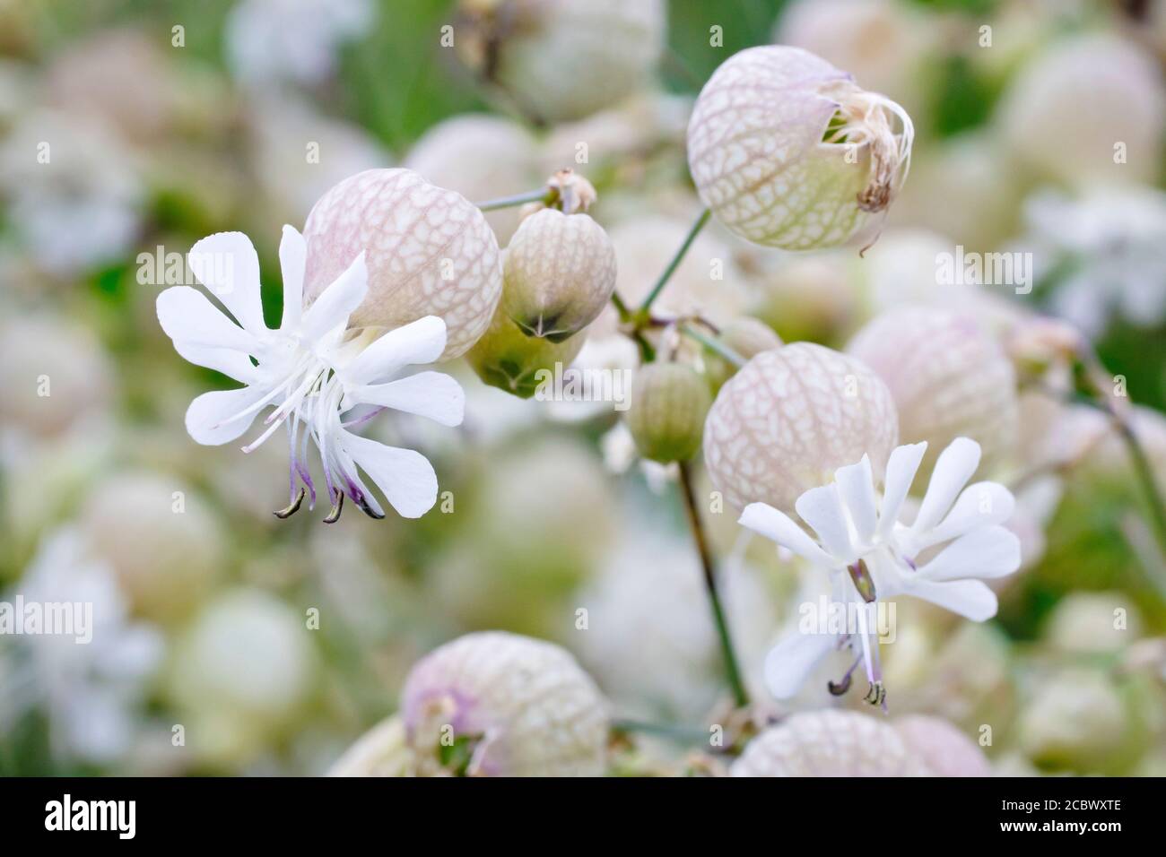 Bladder Campion (silene vulgaris), close up showing the white flowers and the large swollen bladder-like sepal tube or calyx. Stock Photo