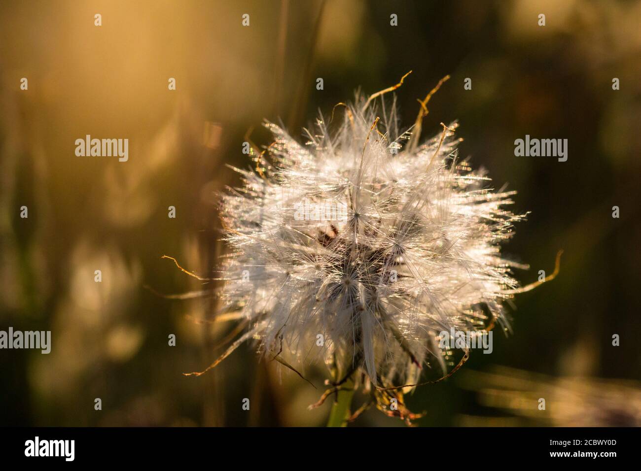 Dandelion (Taraxacum officinale) seeds in the head caught with the setting sun behind Stock Photo