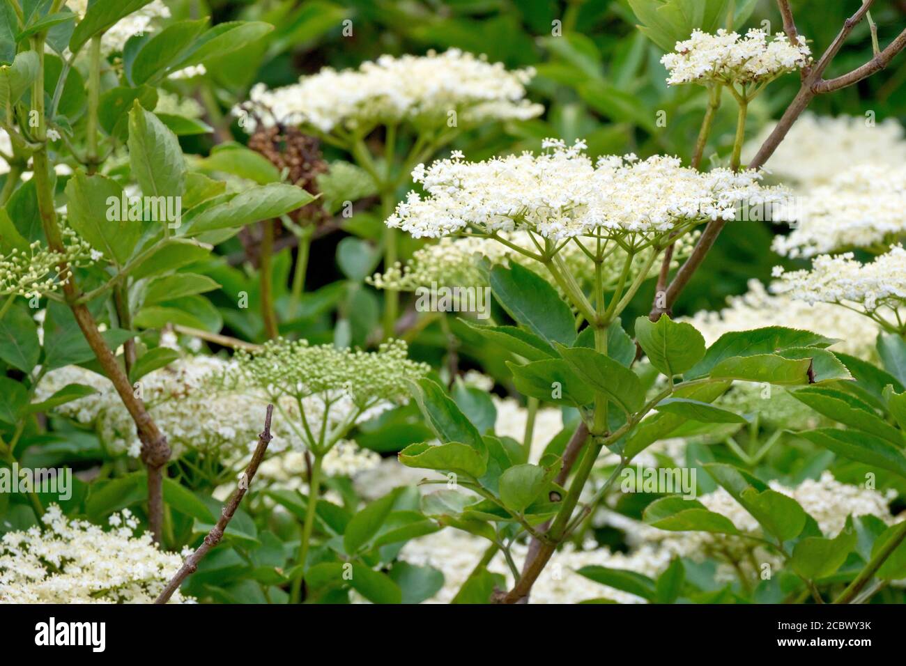 Elder, Elderflower or Elderberry (sambucus nigra), close up of several
