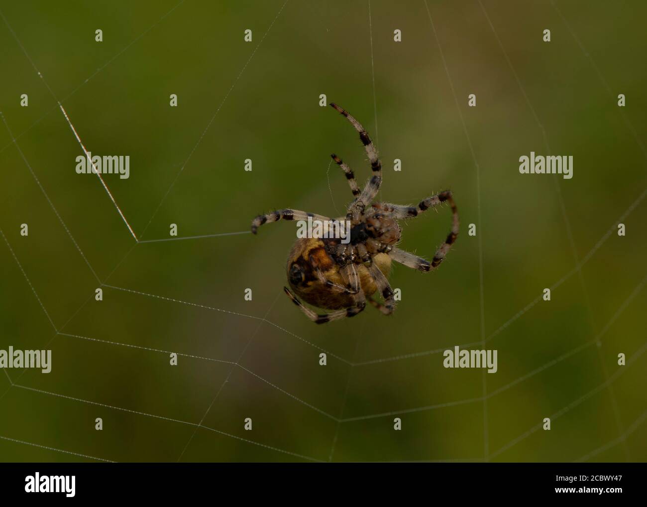 Four-spotted Orb Weaver (Araneus quadratus) reparing web, Kirconnel Flow NNR, Dumfries, SW Scotland Stock Photo