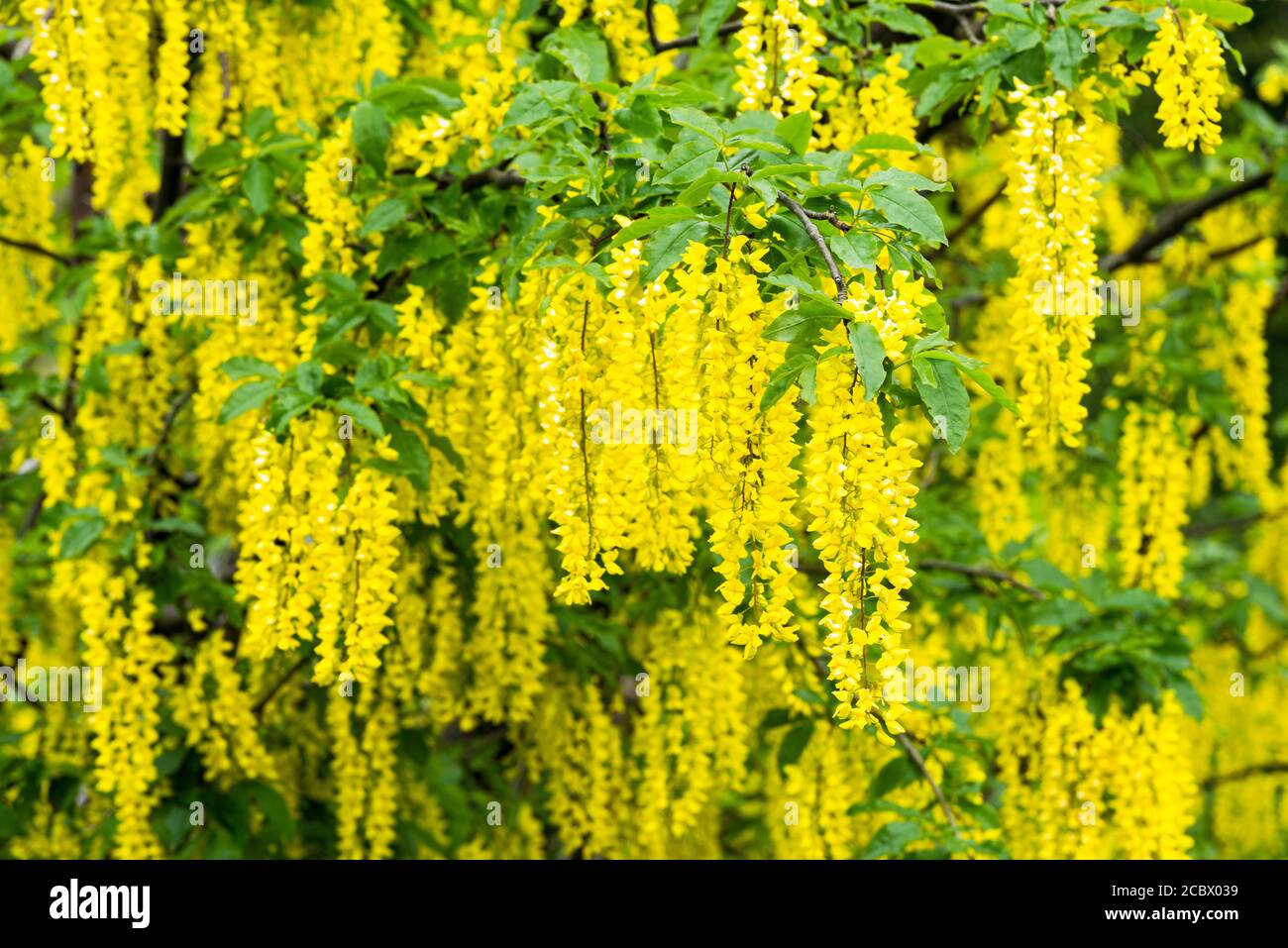 Yellow inflorescences of the alpine laburnum shrub, Lake Garda, Italy Stock Photo