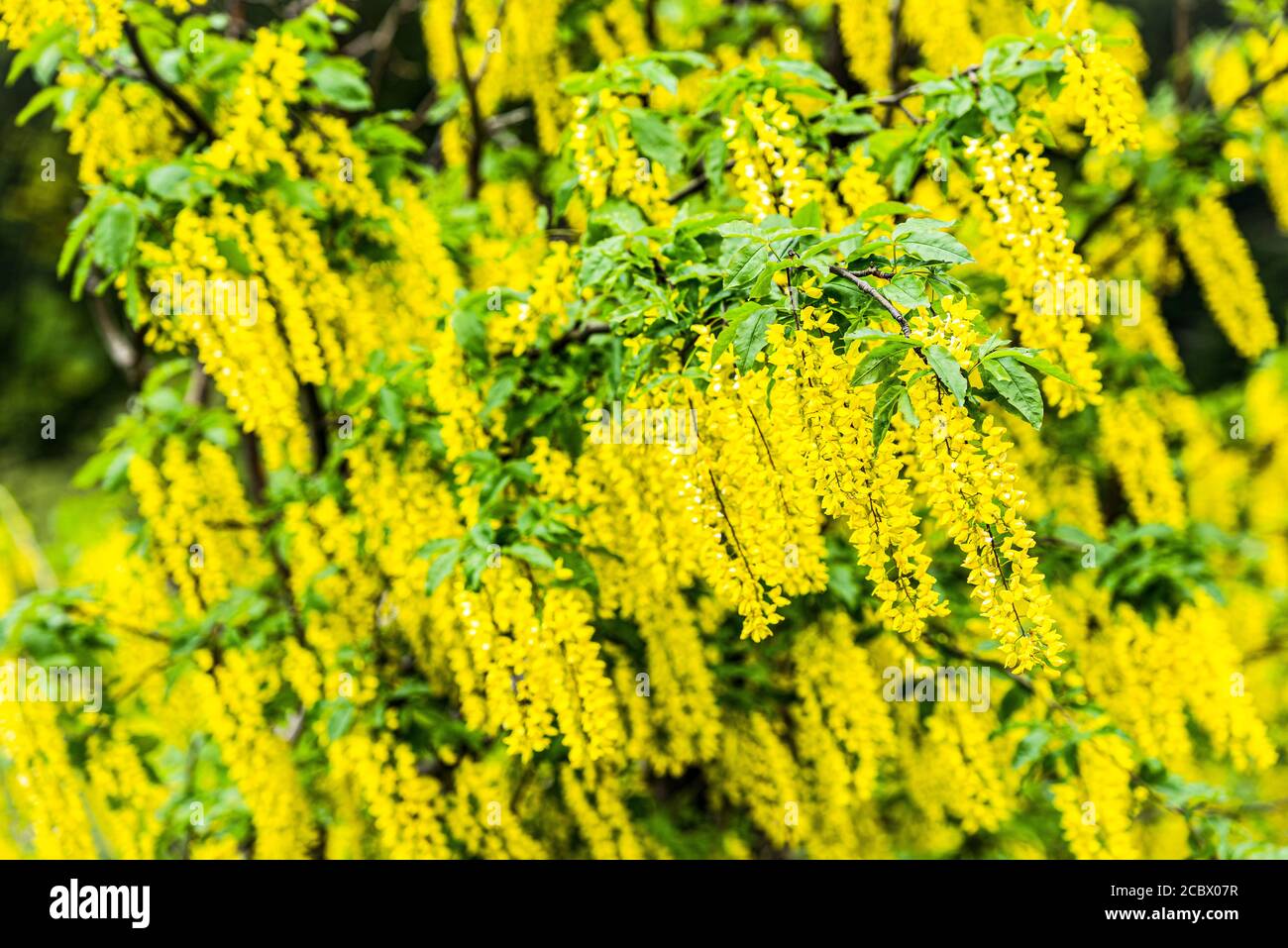 Yellow inflorescences of the alpine laburnum shrub, Lake Garda, Italy Stock Photo