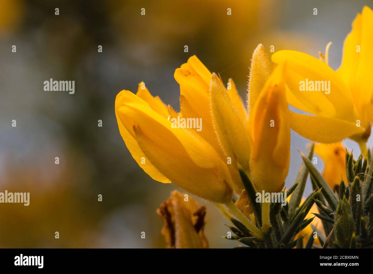Close up image of the vivid yellow and orange gorse (Ulex europeaus) flowers in Sussex at Peterfield heath Stock Photo