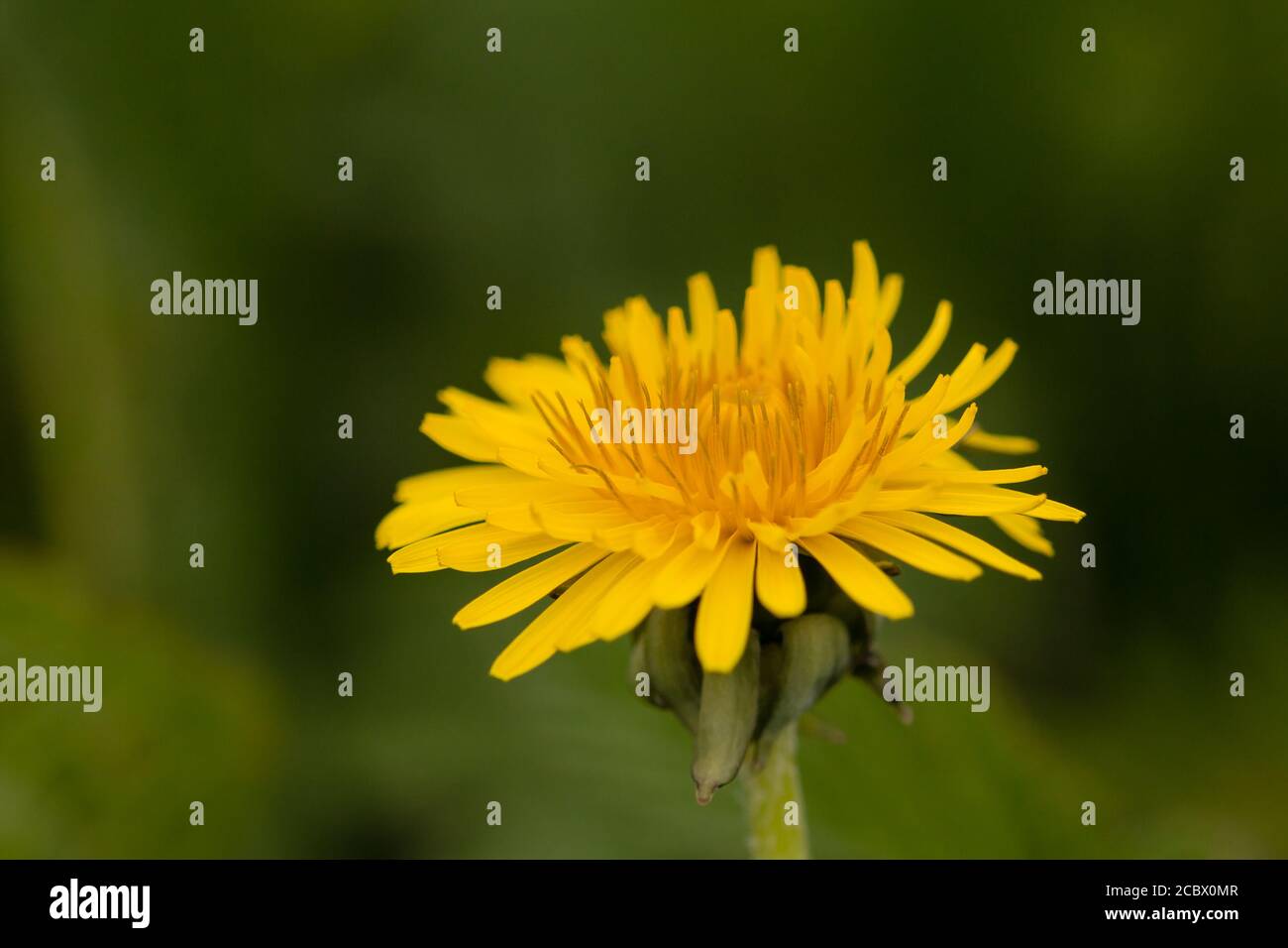 Close up photography of the vivid yellow colour of the dandelion flower (Taraxacum officinale) growing wild in Norfolk Stock Photo