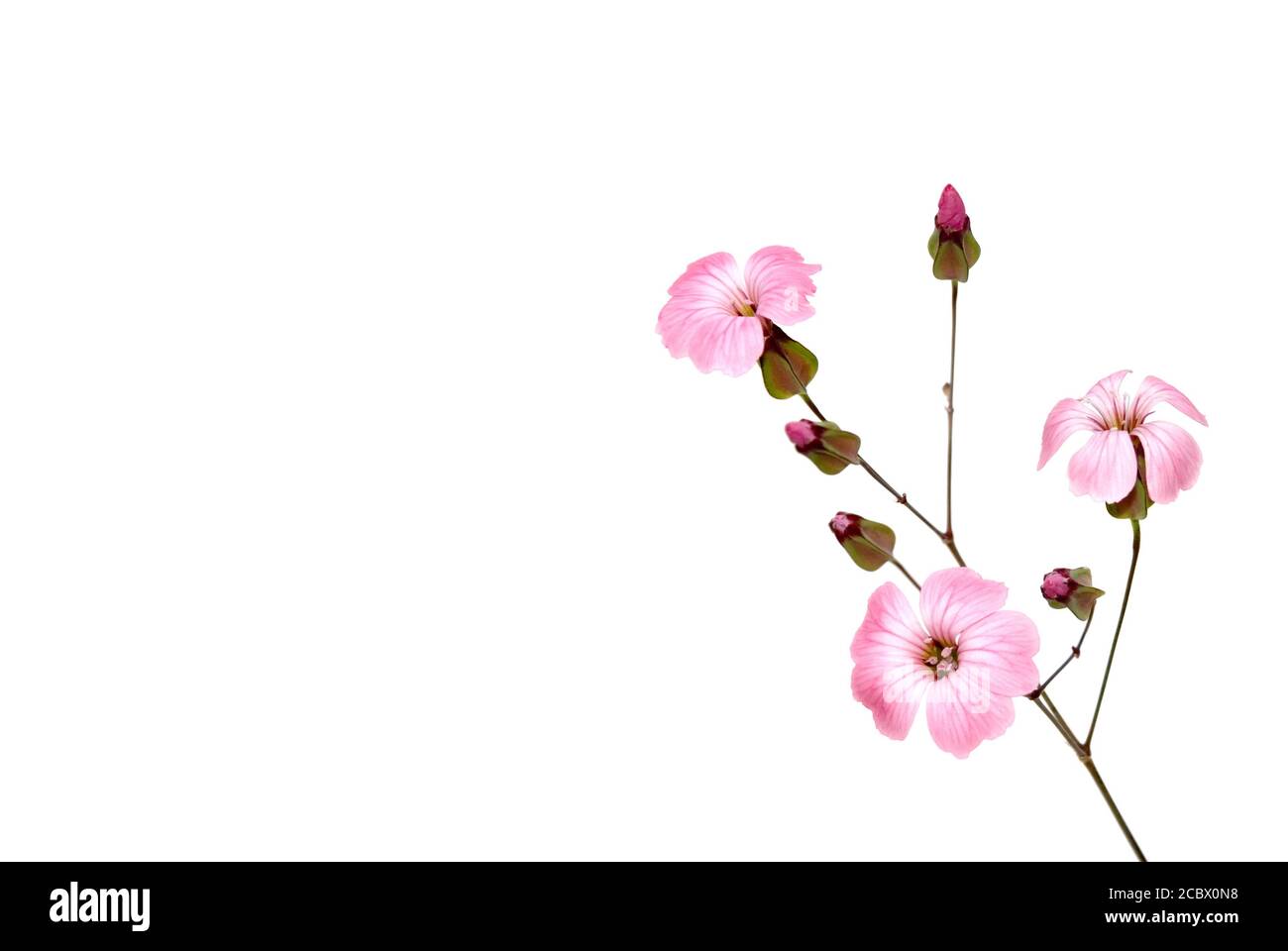 rose myrtle against white background Stock Photo