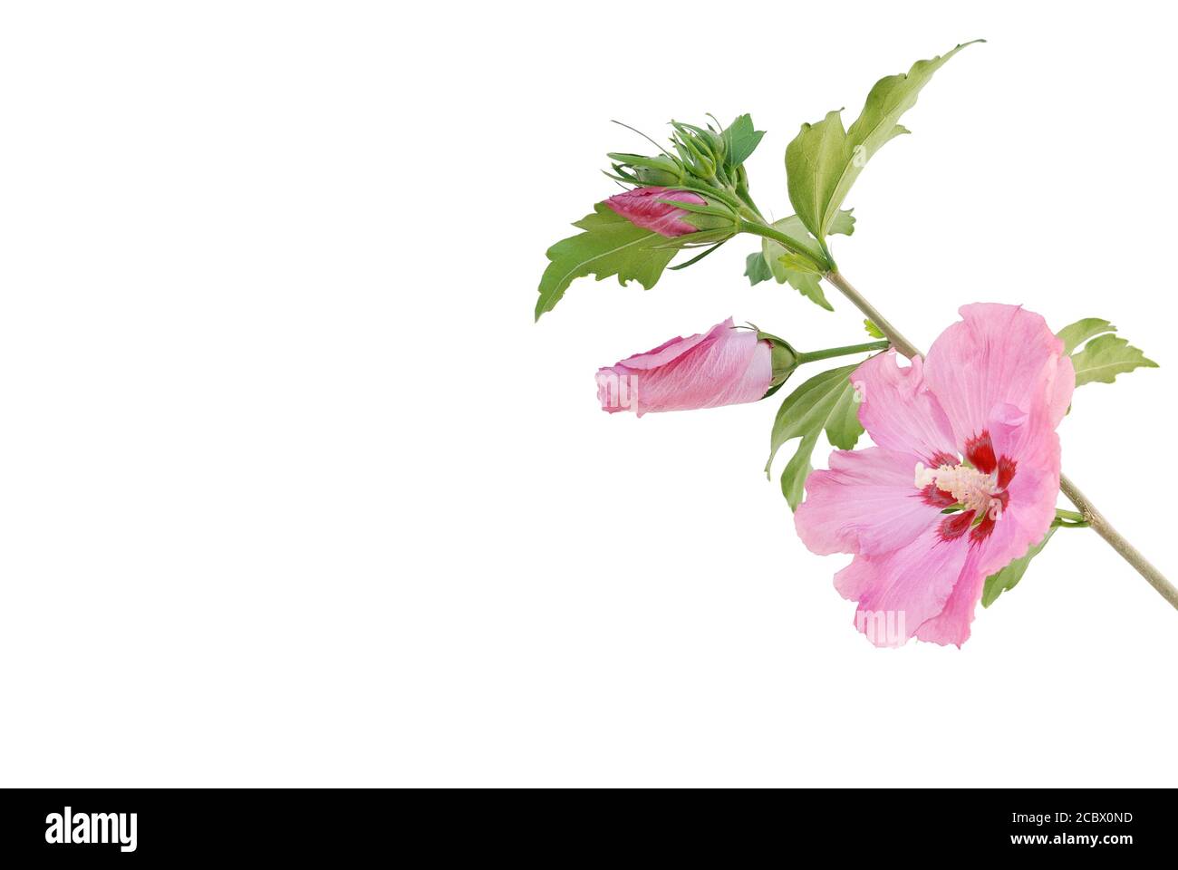 Hibiscus against on white background Stock Photo