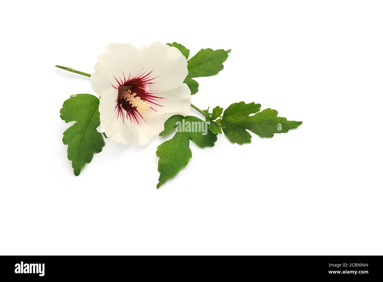 Hibiscus against on white background Stock Photo