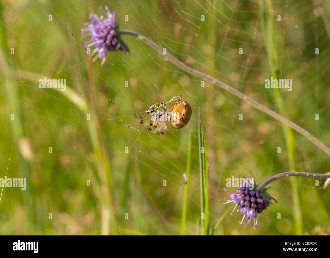 Four-spotted Orb Weaver (Araneus quadratus) wrapping up a fly, Kirconnel Flow NNR, Dumfries, SW Scotland Stock Photo