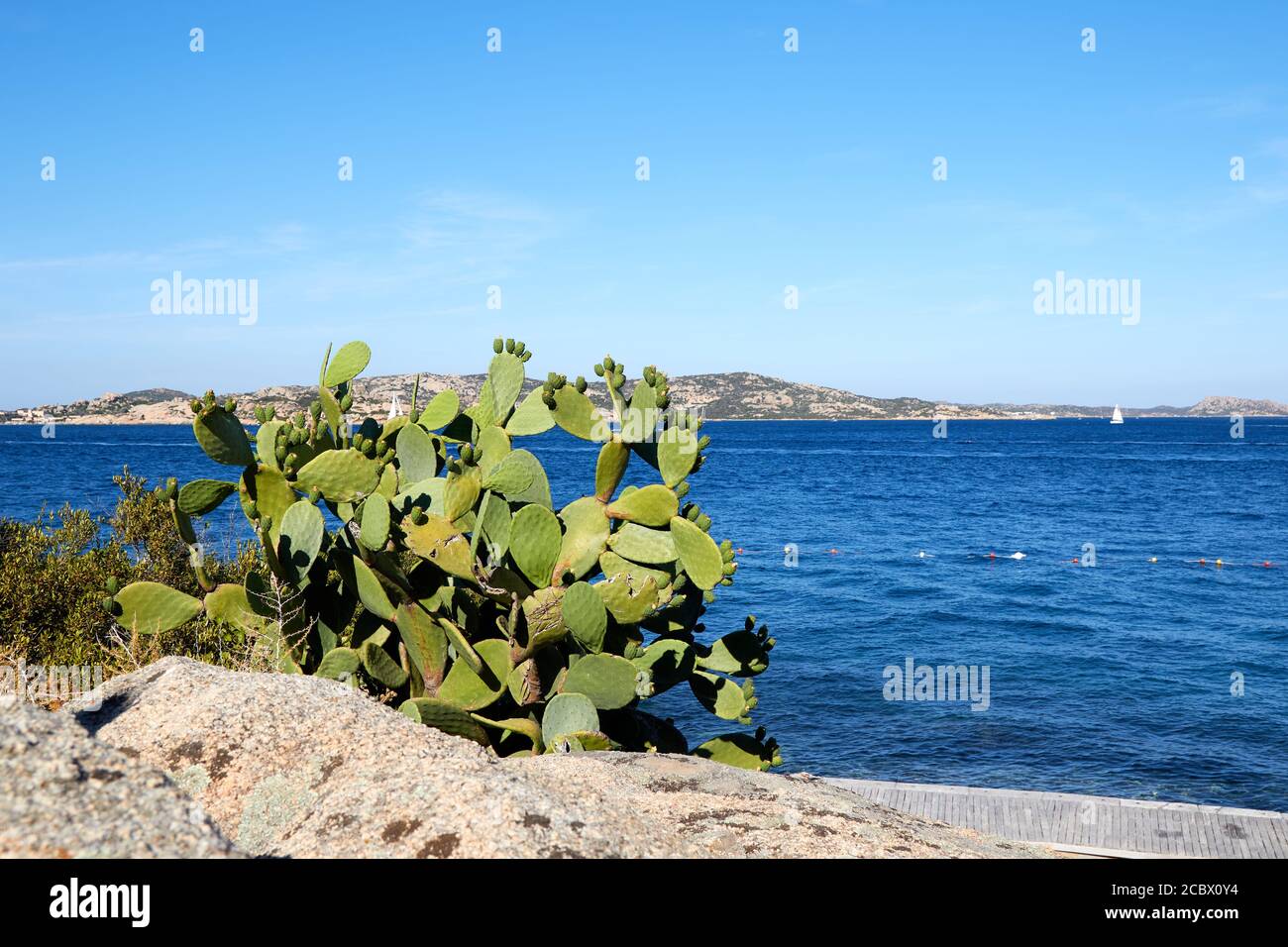 Picky pears shrub on tyrrhenian sea background on Sardinia Stock Photo