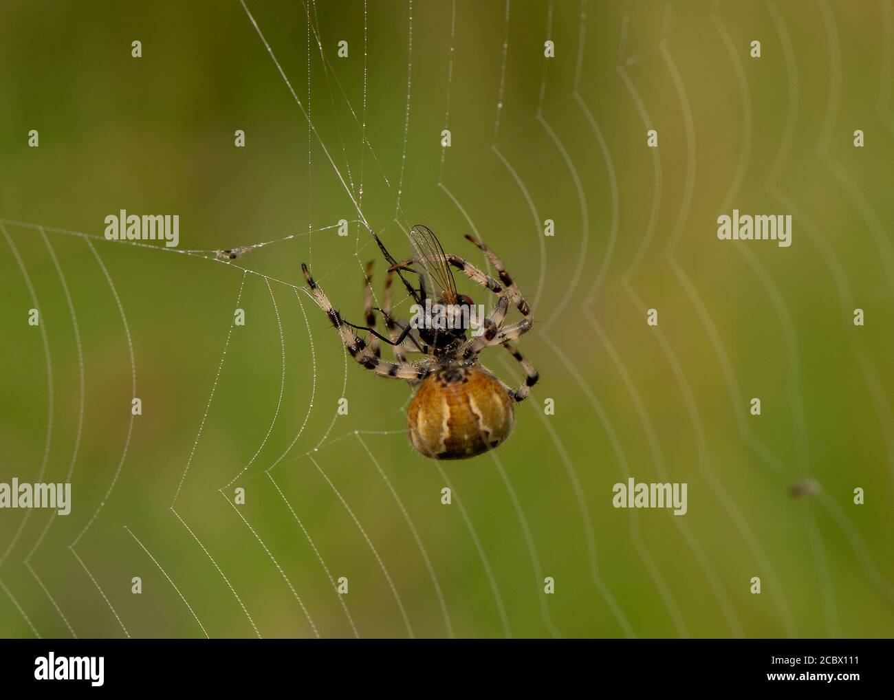 Four-spotted Orb Weaver (Araneus quadratus) wrapping up a fly, Kirconnel Flow NNR, Dumfries, SW Scotland Stock Photo