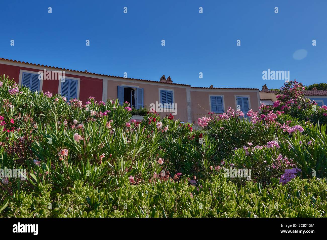 Colourfull houses surrounded by oleander flowers on Sardinia island Stock Photo