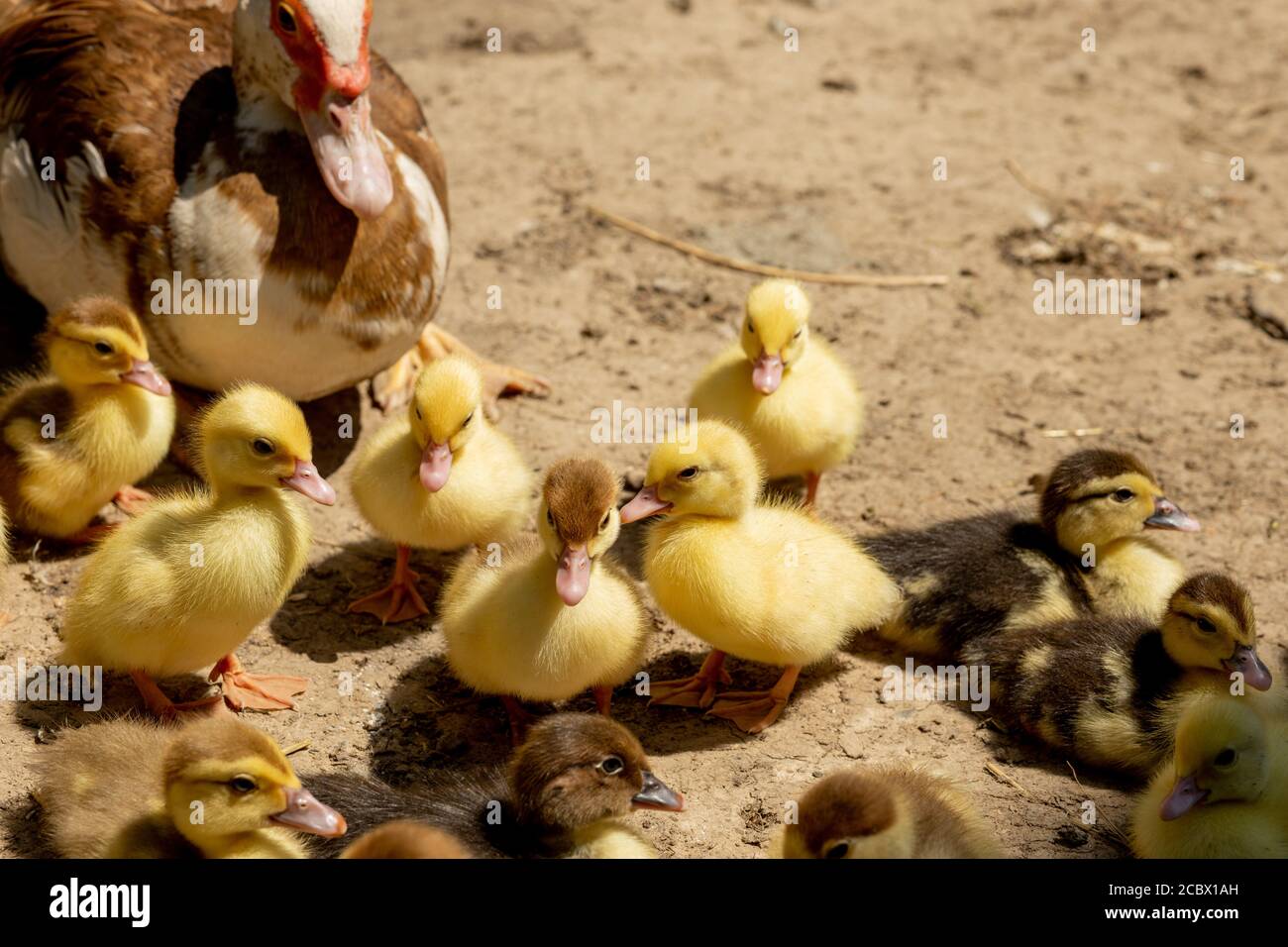 Mother Duck With Her Ducklings There Are Many Ducklings Following The Mother Stock Photo Alamy