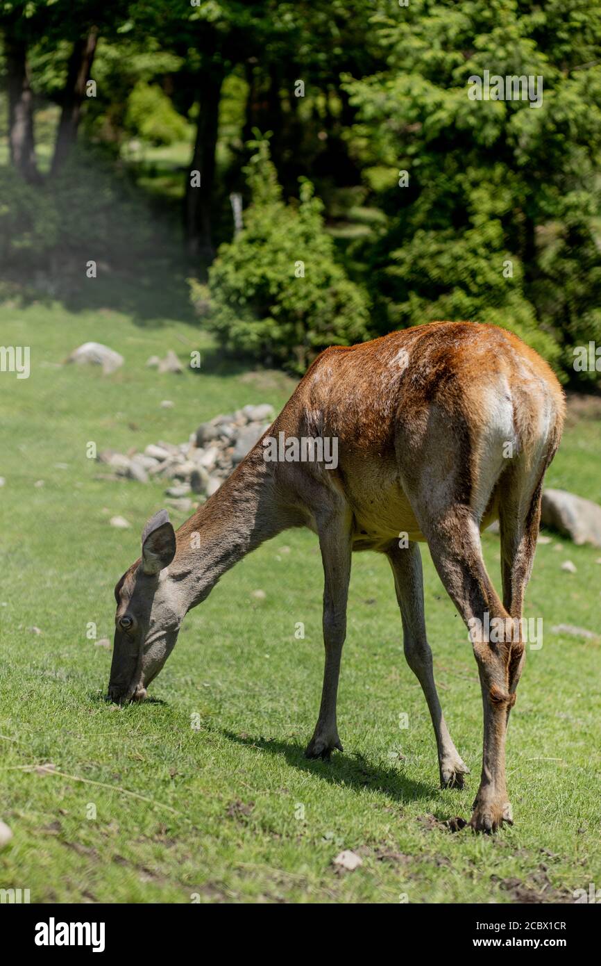 Deers grazing on meadow. Deer herd meadow grazing. Deer herd on deer