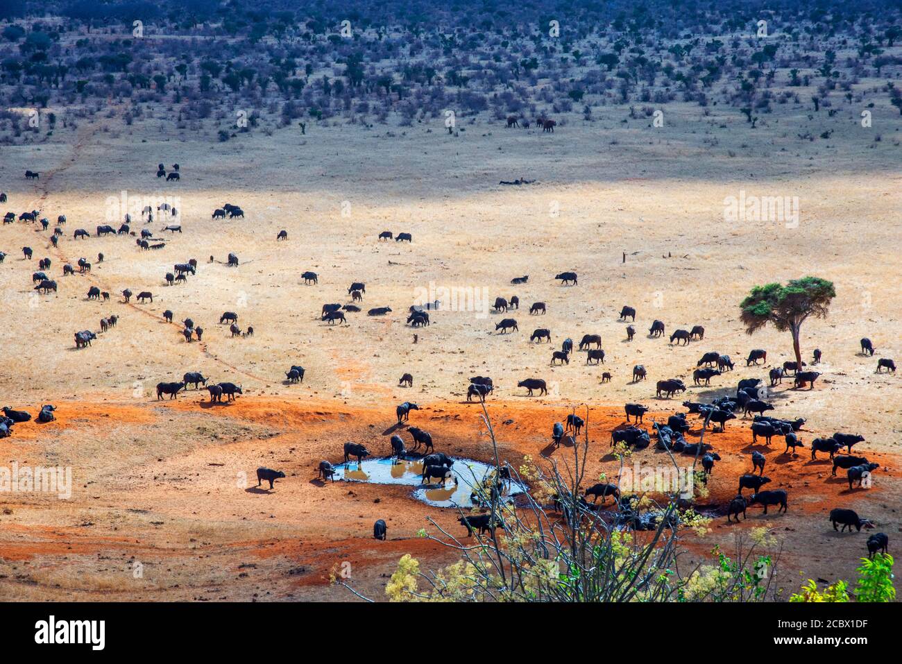 Migration of a group portrait of African buffalos Syncerus caffer herd drinking in front of Voi lodge, aerial view, Tsavo East National Park, Kenya Stock Photo