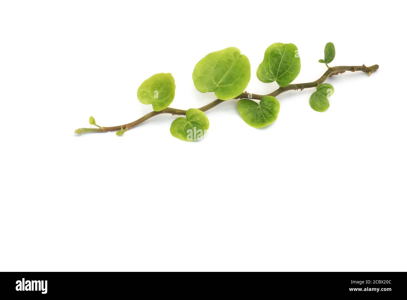 isolated plant lie on white background Stock Photo