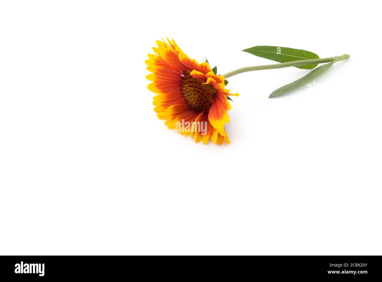 isolated cockade flower lies on white background Stock Photo