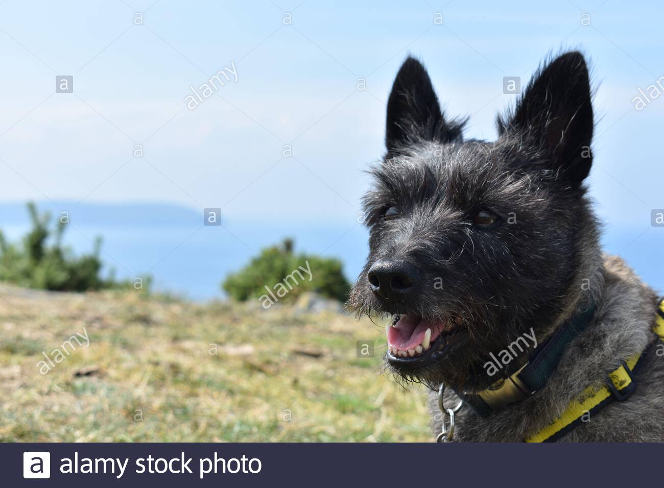 dogs trust north west