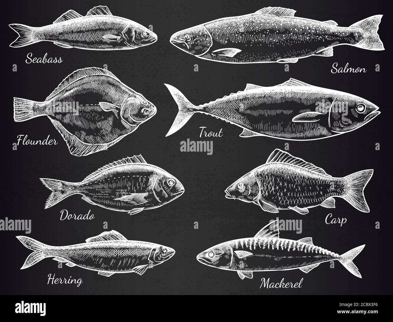 Hand drawn fish. Sketch various fish salmon and carp, mackerel, tuna, flounder, anchovy, gastronomy fishes on black vector set Stock Vector