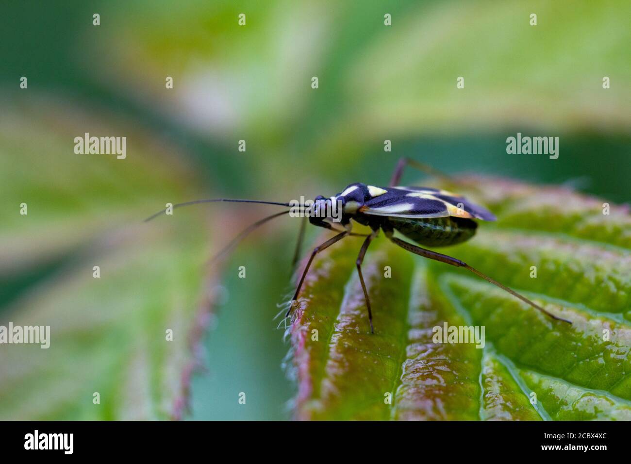 UK wildlife macro Grypocoris stysi (aka Calocoris stysi) perched on a