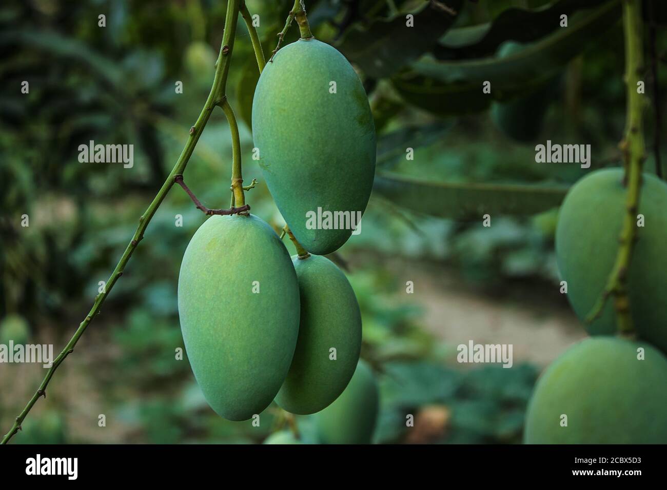 Bangladeshi mango hires stock photography and images Alamy