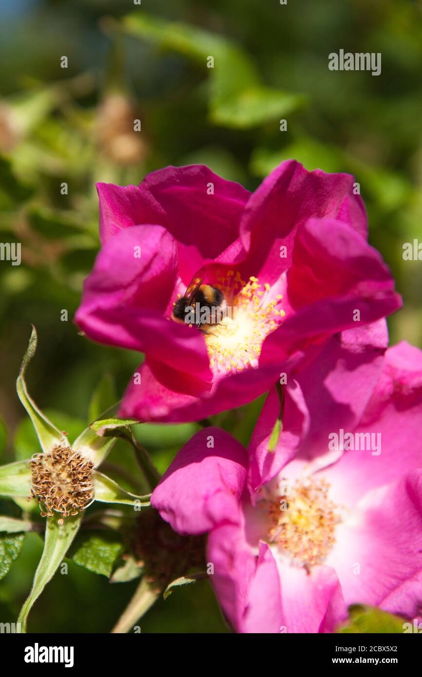 Parasites on a Bumble Bee harvesting nectar on a pink flower Stock Photo