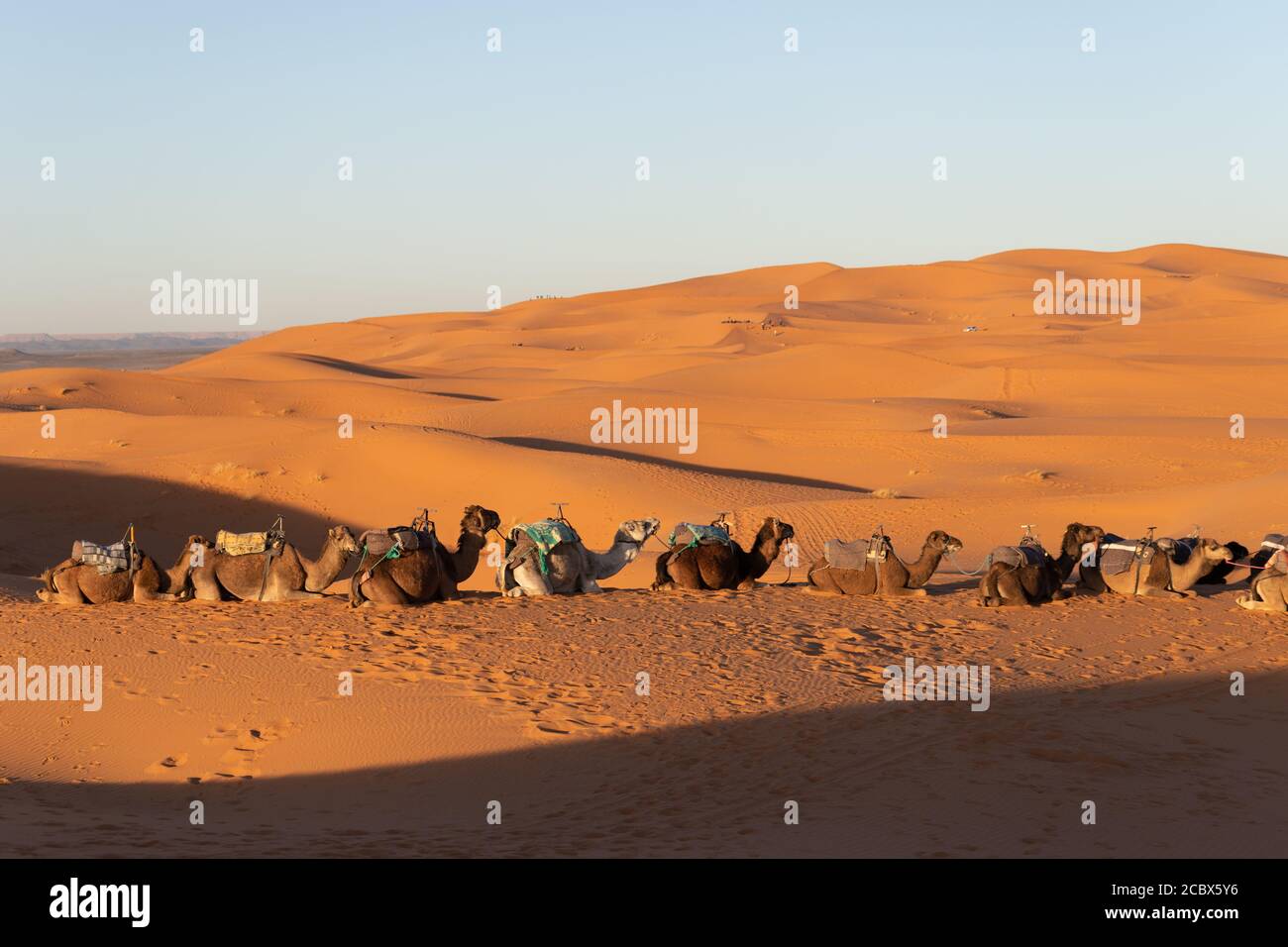 Camels sitting down resting in the Sahara desert at sunset with golden ...