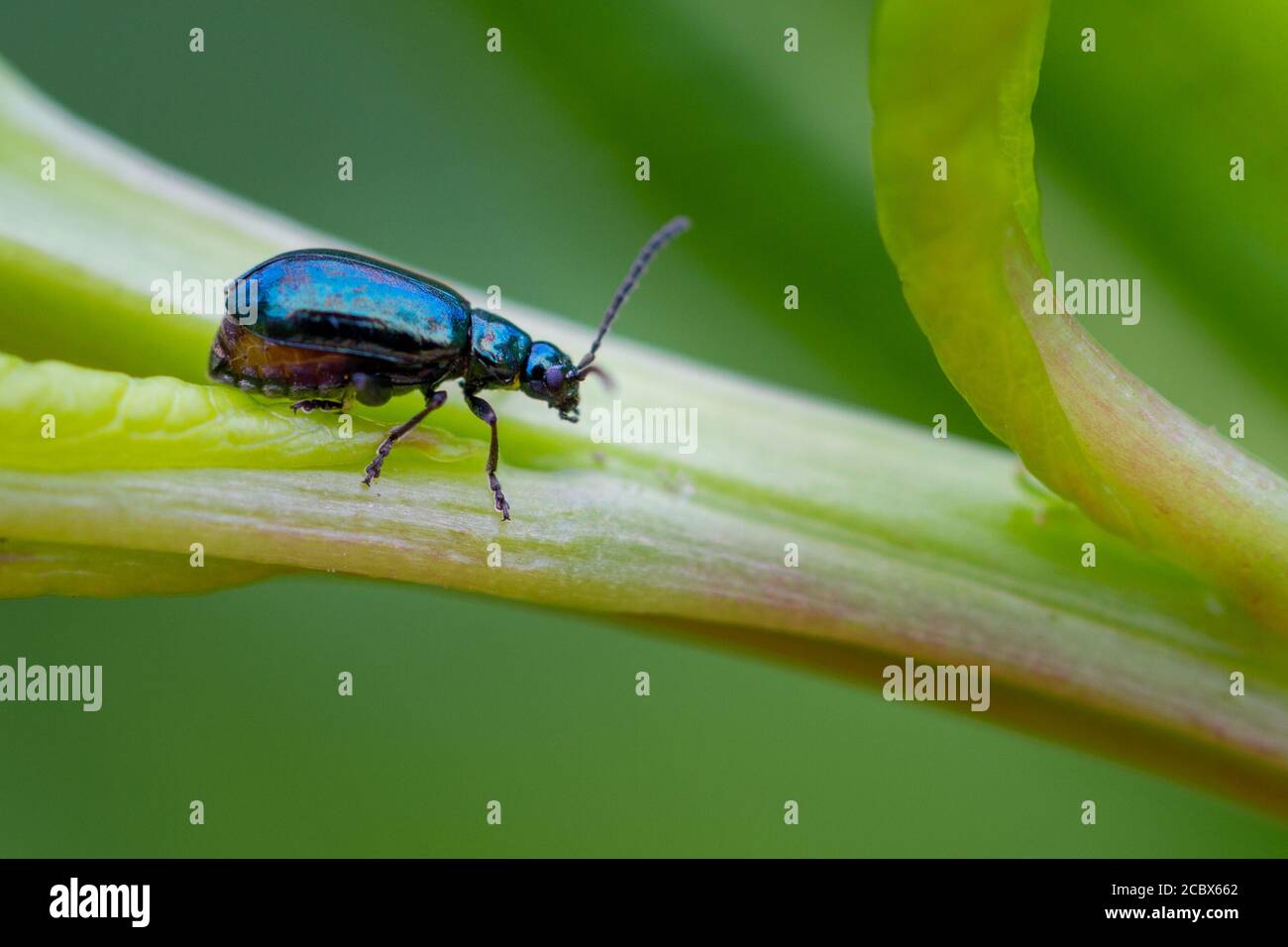 Uk wildlife: Alder leaf beetle (Agelastica alni) West Yorkshire Stock Photo