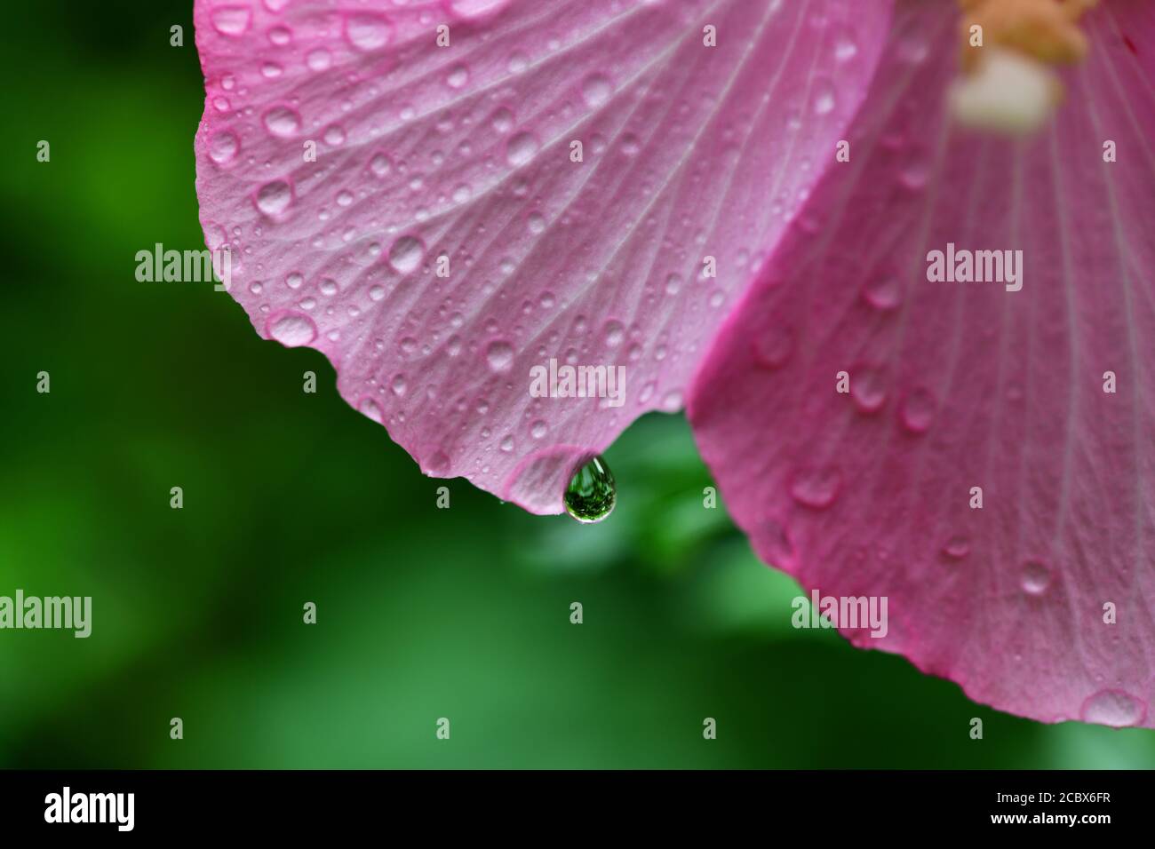 flower of Minerva Rose of Sharon common hibiscus pink  althea water droplets after a rain Stock Photo