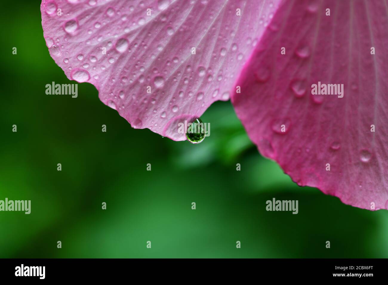 flower of Minerva Rose of Sharon common hibiscus pink  althea water droplets after a rain Stock Photo