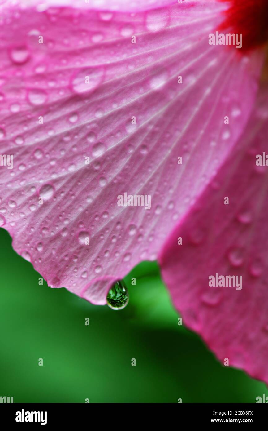 flower of Minerva Rose of Sharon common hibiscus pink  althea water droplets after a rain Stock Photo