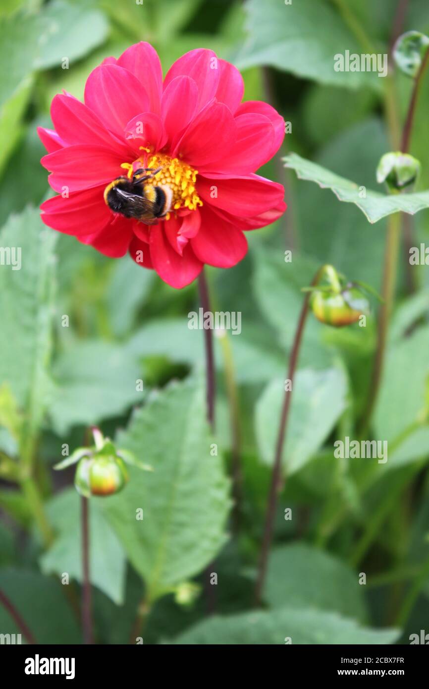 Close up of bumblebee on red and yellow Dahlia collecting Nectar, British cottage gardens Stock Photo