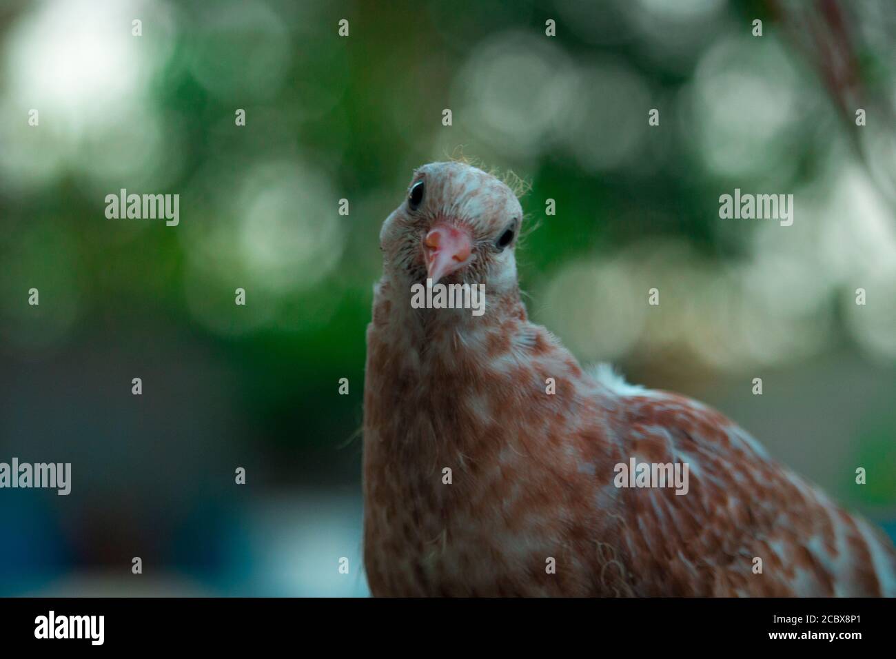 Pigeons are looking at the camera interestingly Stock Photo