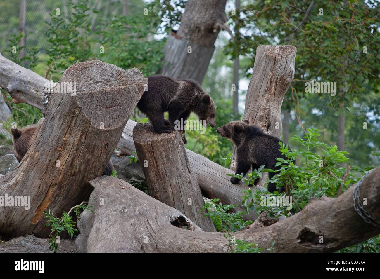 Stockholm, Sweden - August 12, 2020: Brown bear cubs at the Skansen ...