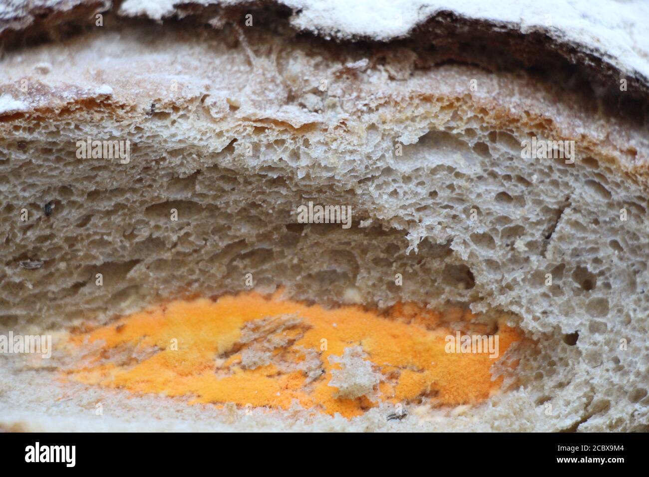 There is a lot of orange mold growing on a chunk of bread. Disgusting. Stock Photo