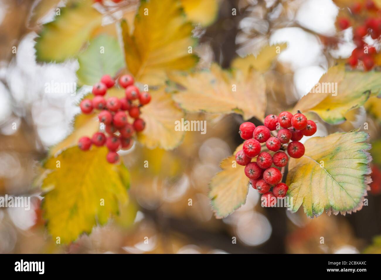 Red viburnum branch in the garden. Viburnum viburnum opulus berries and
