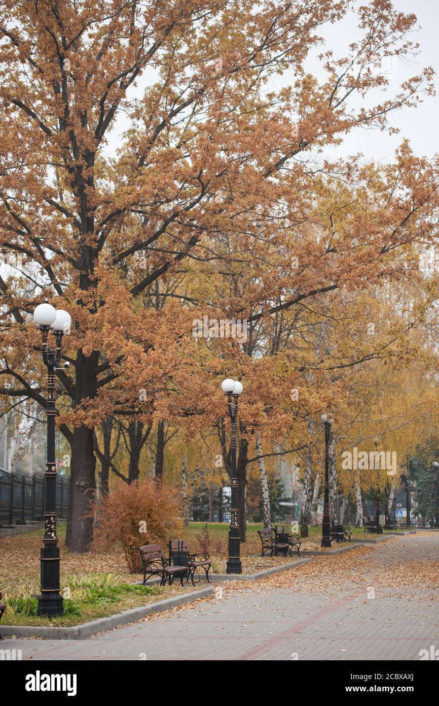 Park with bench on alley in yellow autumn Stock Photo - Alamy