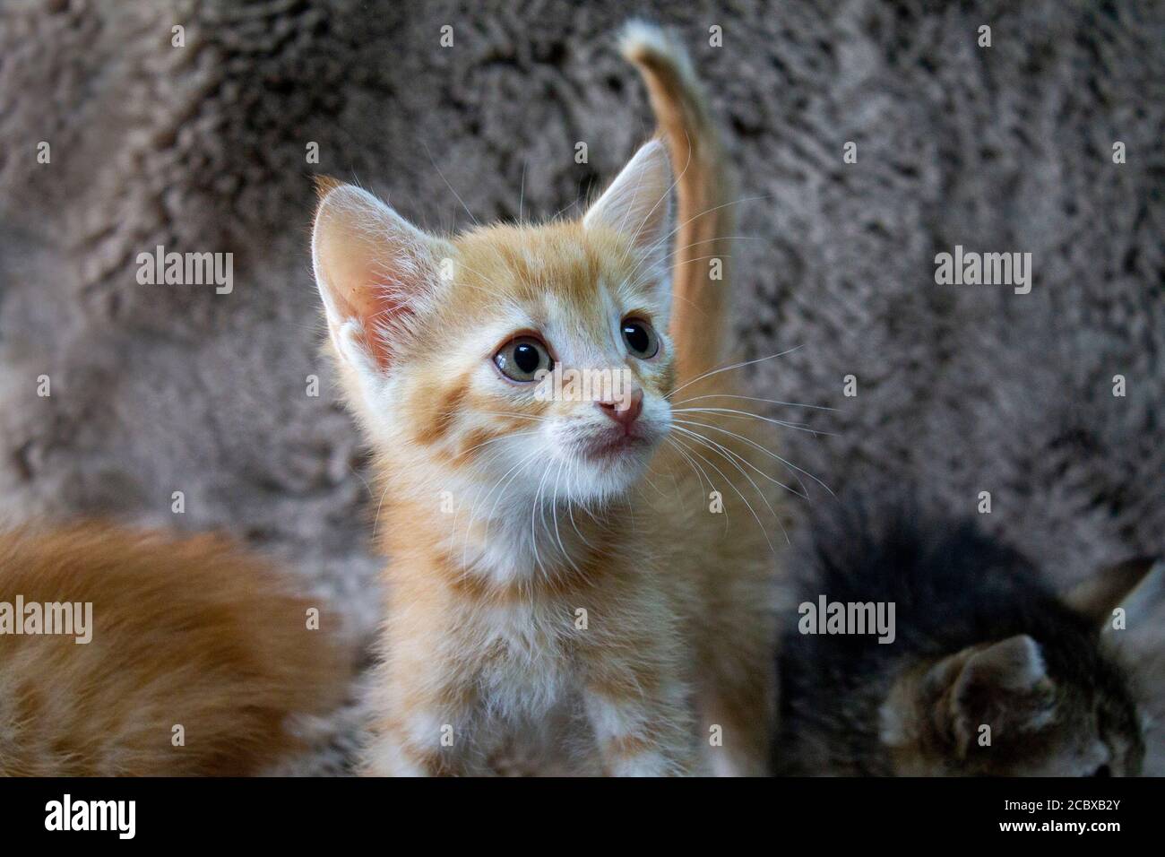 4 kittens waiting for their owners Stock Photo