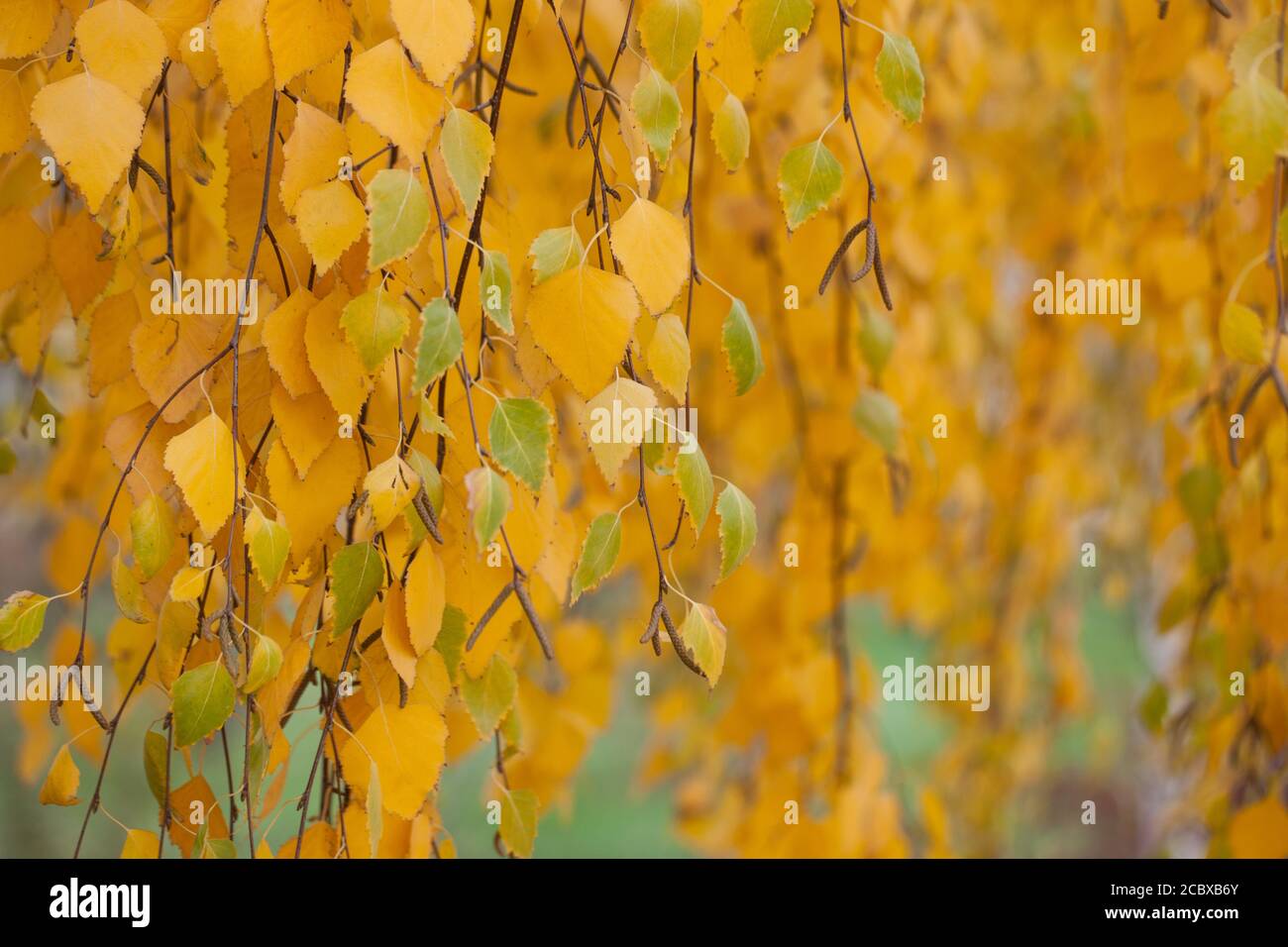 Yellowed birch leaves in the autumn park Stock Photo - Alamy