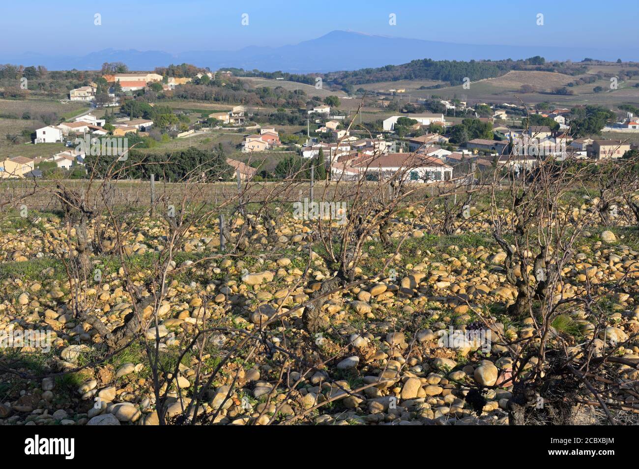 The vineyards of Châteauneuf-du-Pape with Mont Ventoux at the horizon, Provence FR Stock Photo