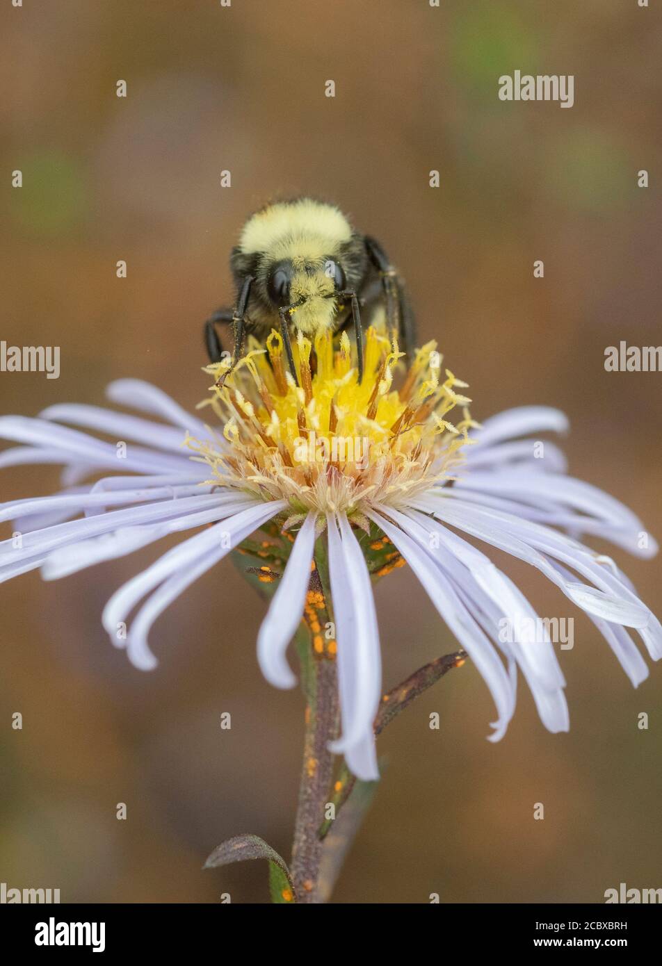 Yellow-faced Bumble Bee (Bombus vosnesenskii) foraging in Douglas Aster, Oregon Stock Photo