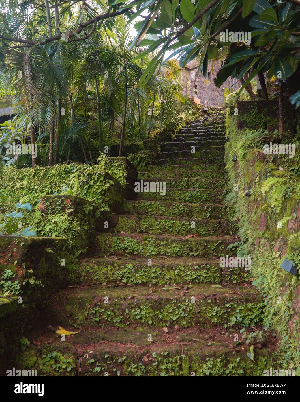 A stairway built from red laterite stones and leading up to the top, with moss and other vegetation grown on it during the monsoons, in Goa, India Stock Photo