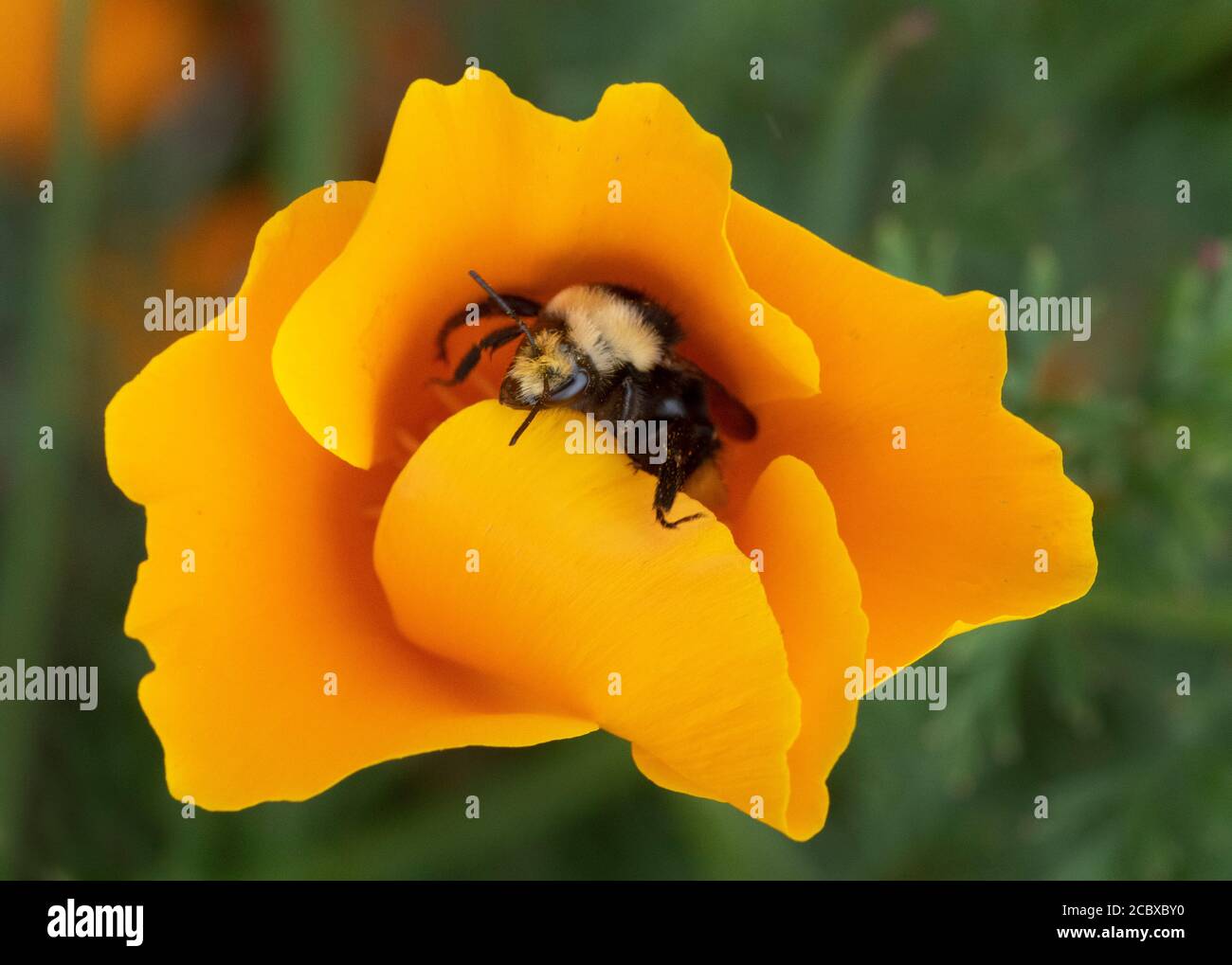 Yellow-faced Bumble Bee (Bombus vosnesenskii) gathering pollen in California Poppy flower Stock Photo