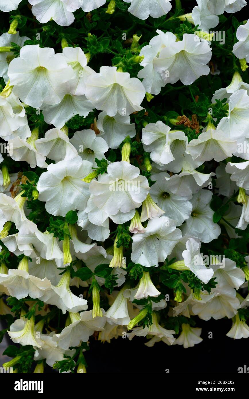 lovely white petunia flowers fill the whole frame Stock Photo