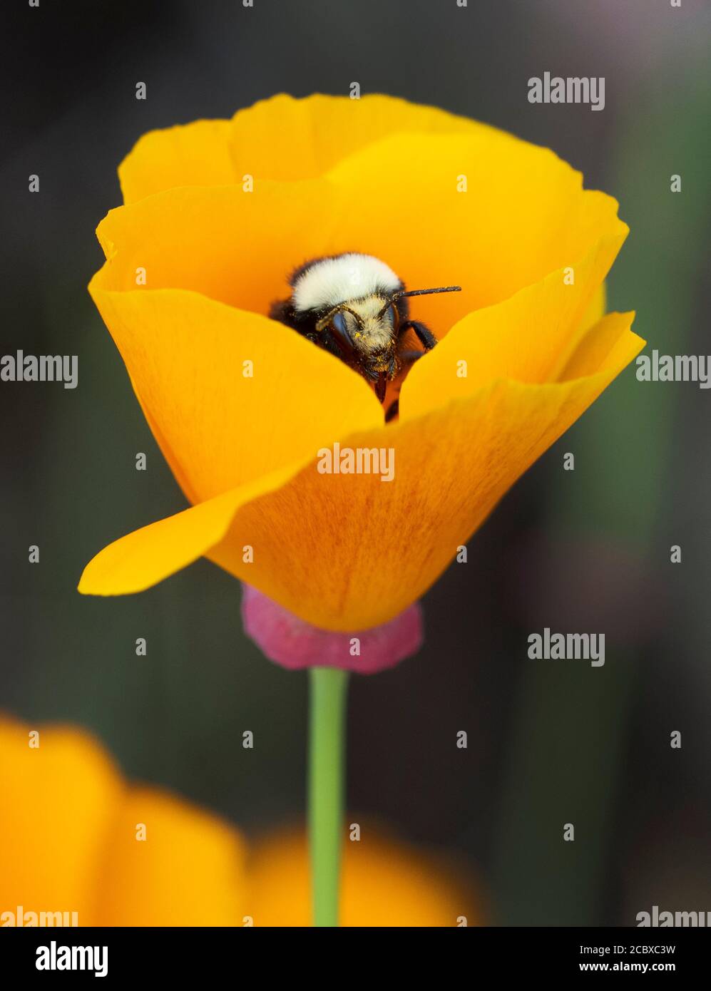 Yellow-faced Bumble Bee (Bombus vosnesenskii) gathering pollen in California Poppy flower Stock Photo