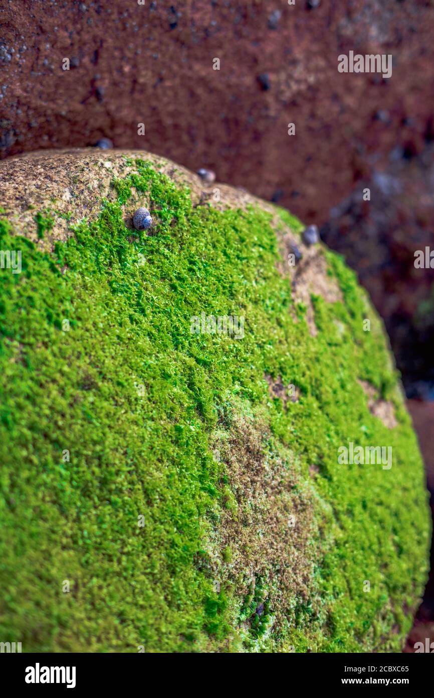 Close view of a rock with algae and shells on the coast Stock Photo