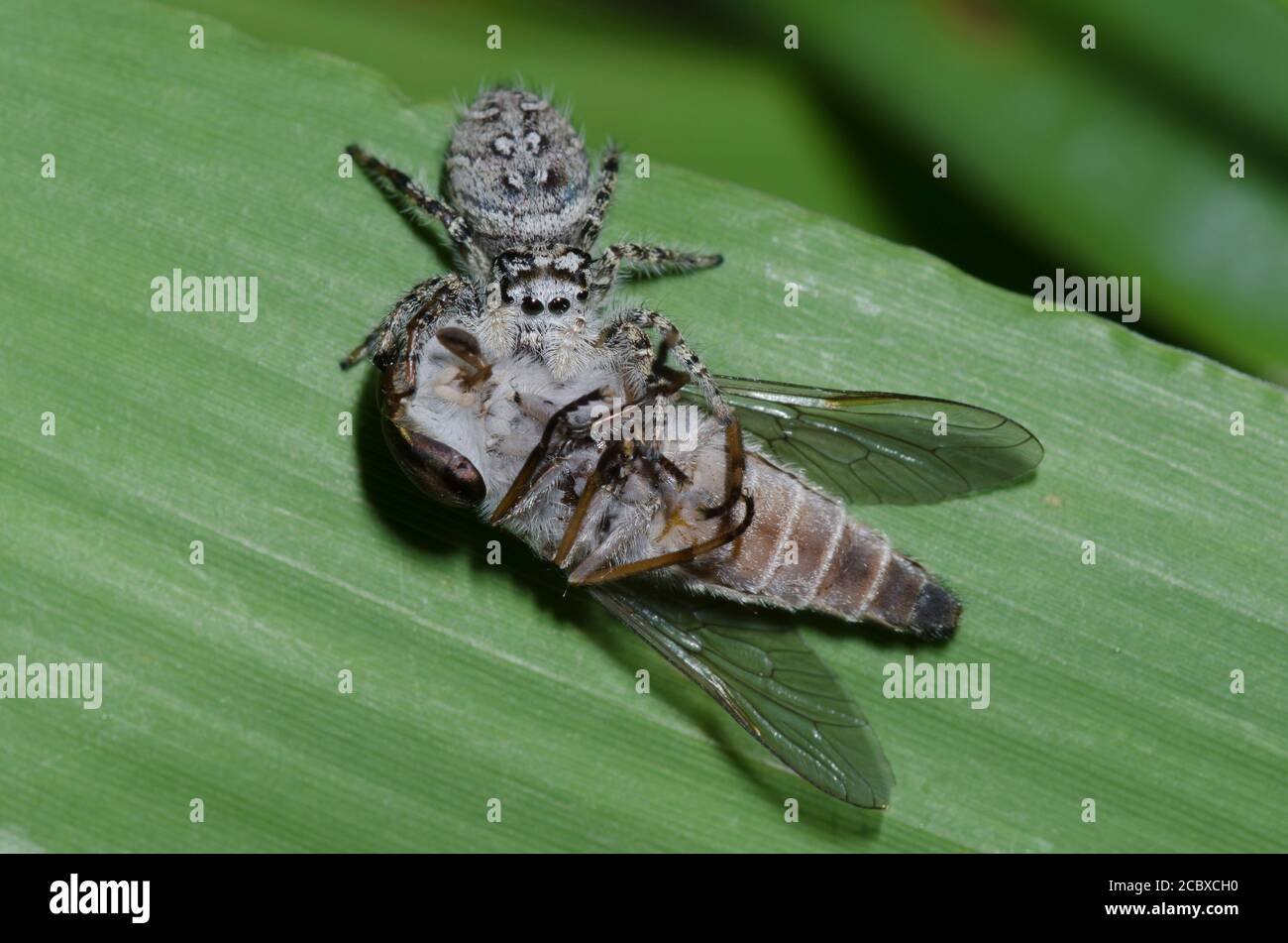 Jumping Spider, Phidippus mystaceus, female feeding on captured horse fly, Family Tabanidae, prey Stock Photo