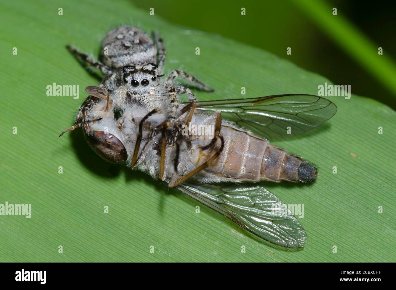 Jumping Spider, Phidippus mystaceus, female feeding on captured horse fly, Family Tabanidae, prey Stock Photo