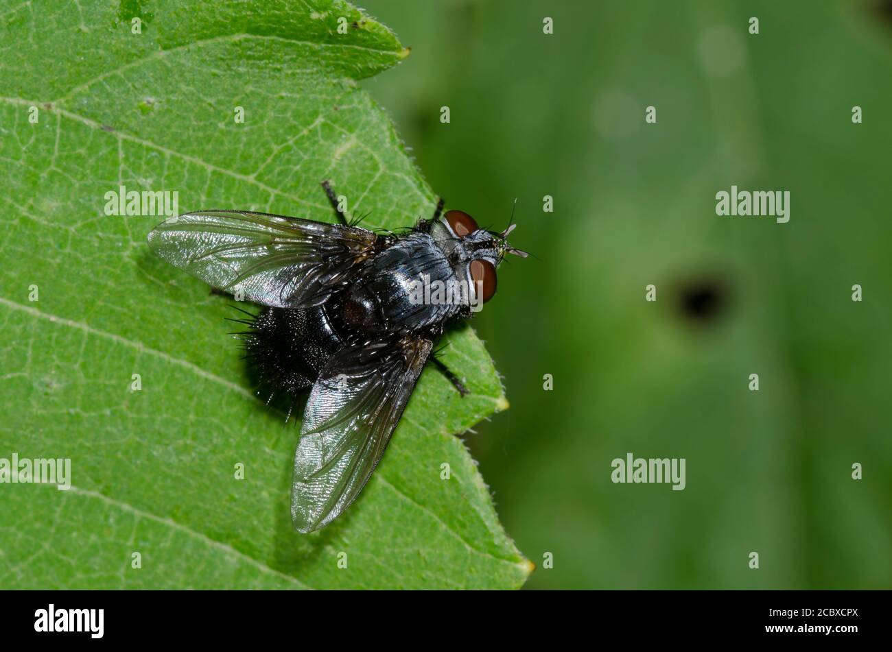 Tachinidae