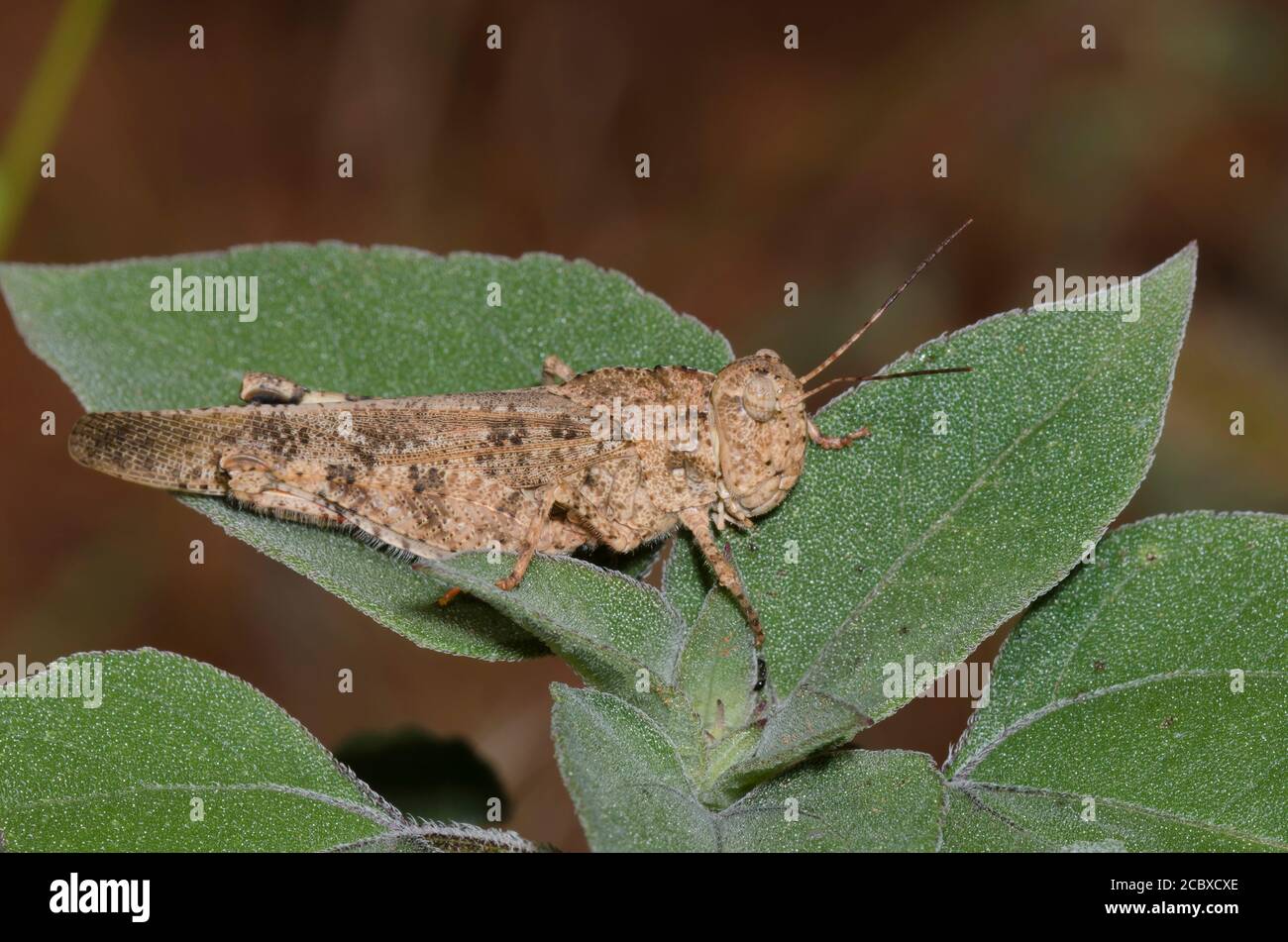 Ridgeback Grasshopper, Spharagemon cristatum Stock Photo